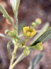 Alectryon oleifolius canescens