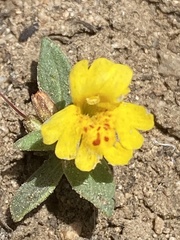 Erythranthe carsonensis