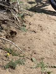 Erythranthe carsonensis