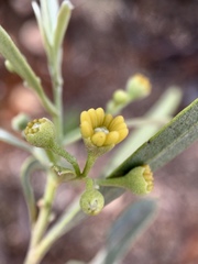 Alectryon oleifolius canescens