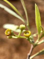 Alectryon oleifolius canescens