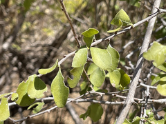 Randia obcordata
