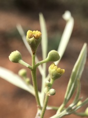Alectryon oleifolius canescens
