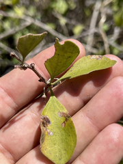 Randia obcordata
