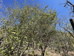 Randia obcordata