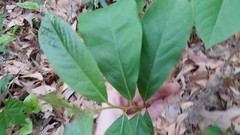 Asimina parviflora
