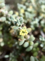 Maireana pyramidata