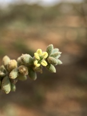 Maireana pyramidata