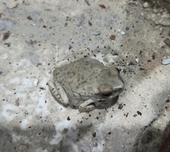 Duttaphrynus olivaceus