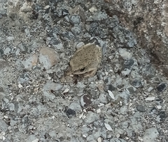 Duttaphrynus olivaceus