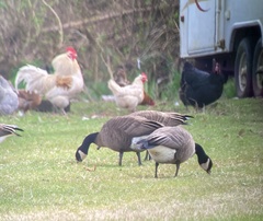 Branta canadensis occidentalis