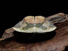 Semaeopus varia