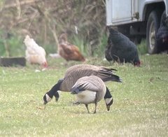 Branta canadensis occidentalis