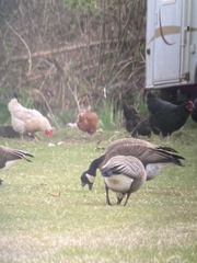 Branta canadensis occidentalis
