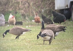 Branta canadensis occidentalis