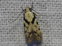 Pseudotelphusa palliderosacella