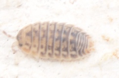 Agabiformius lentus
