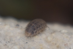 Agabiformius lentus