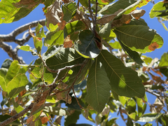 Quercus tuberculata