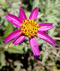 Bidens aequisquama