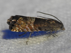 Sereda tautana