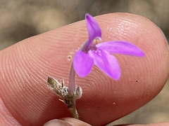 Justicia austrocapensis