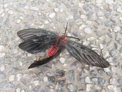 Histia flabellicornis