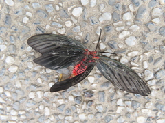 Histia flabellicornis