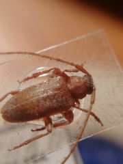 Exocentrus punctipennis