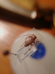 Exocentrus punctipennis