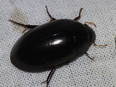 Hydrochara spangleri