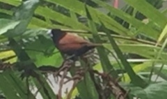 Lonchura atricapilla