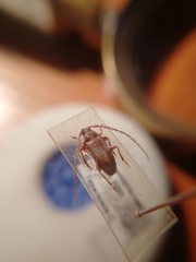 Exocentrus punctipennis