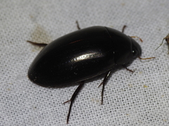 Hydrochara spangleri