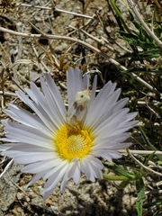 Schinia ligeae