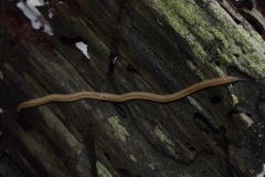 Geonemertes pelaensis