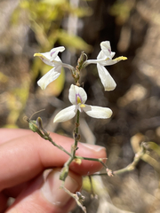 Carlowrightia arizonica