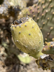Opuntia caboensis