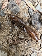 Parellipsidion latipenne