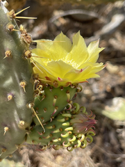 Opuntia caboensis