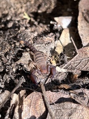 Pseudouroctonus santarita