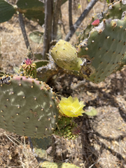 Opuntia caboensis