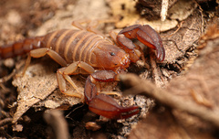 Pseudouroctonus santarita