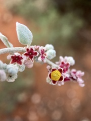 Chenopodium curvispicatum