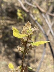 Aloysia barbata