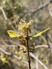 Aloysia barbata
