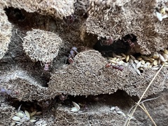 Pogonomyrmex huachucanus