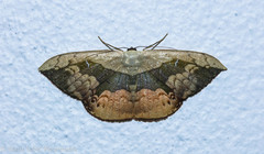 Semaeopus varia