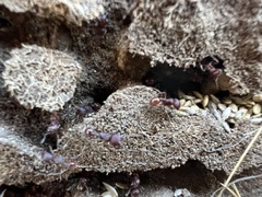 Pogonomyrmex huachucanus