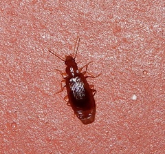 Caraboidea